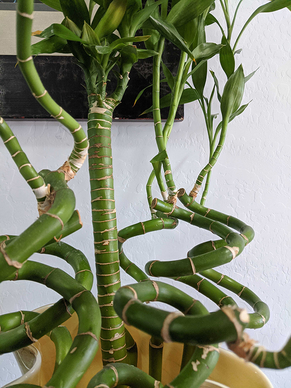 Bamboo-600x800